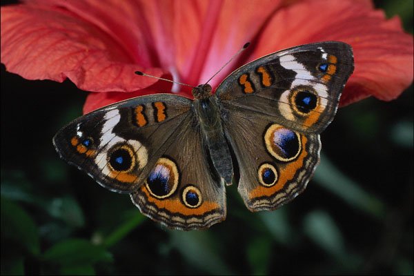 720099 Buckeye, Junonia Coenia A4 Photo Print
