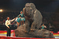 721001 Elephant Act, Shrine Circus, New York, U.S.A. A4 Photo Print