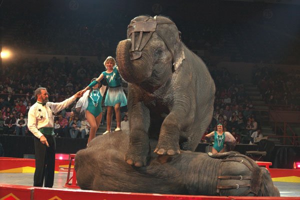 721001 Elephant Act, Shrine Circus, New York, U.S.A. A4 Photo Print