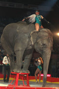 721002 Elephant Act, Shrine Circus, New York, U.S.A. A4 Photo Print