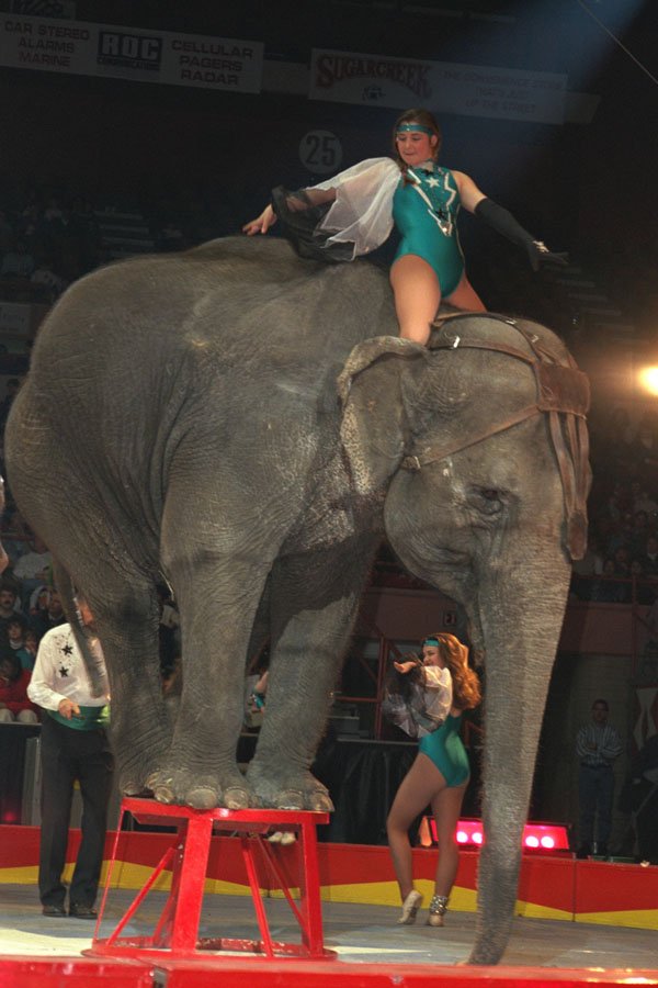 721002 Elephant Act, Shrine Circus, New York, U.S.A. A4 Photo Print