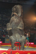721003 Elephant Balancing On Stool, Shrine Circus, New York, U.S.A. A4 Photo Print
