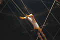 721004 High wire Troupe, Shrine Circus, New York, U.S.A. A4 Photo Print