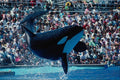 721012 Orca Performance, Sea World, San Diego, California, U.S.A. A4 Photo Print