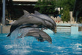721017 Porpoises Leaping During Training A4 Photo Print