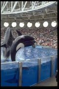 721033 Killer Whales Leaping, Sea World, Orlando, Florida, U.S.A. A4 Photo Print