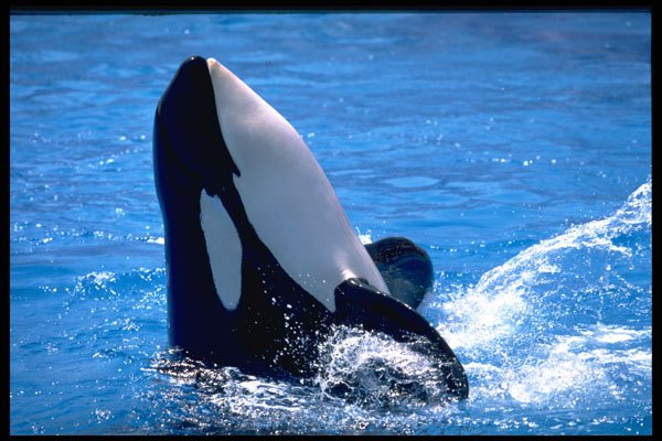 721035 Show Time, Sea World, San Diego, California, U.S.A. A4 Photo Print