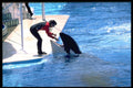 721036 Ocean Park, Hong Kong A4 Photo Print