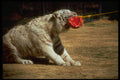 721038 White Bengal Tiger, Panthera Tigris Tigris A4 Photo Print