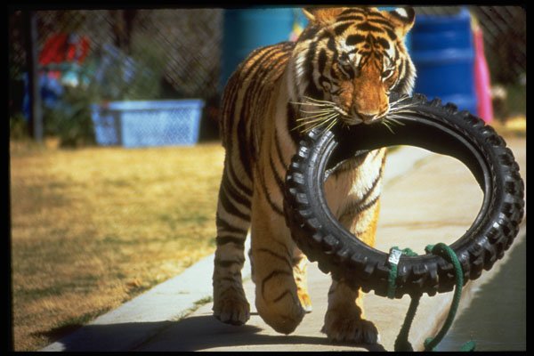 721039 Bengal Tiger, Panthera Tigris Tigris A4 Photo Print