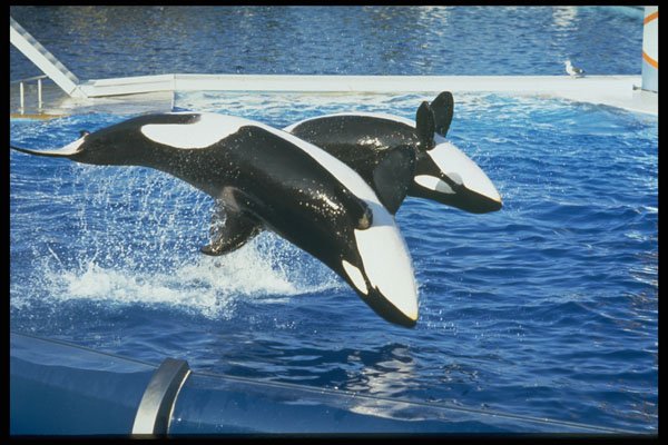 721040 Sea World, San Diego, U.S.A. A4 Photo Print