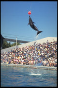 721052 Sea World Dolphin A4 Photo Print