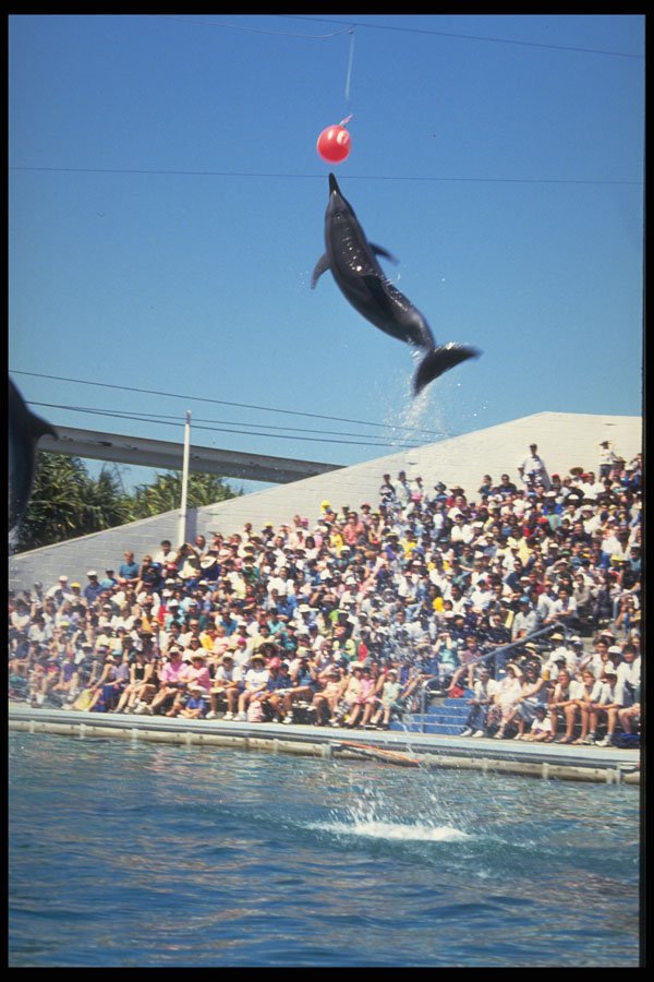 721052 Sea World Dolphin A4 Photo Print