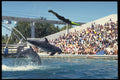 721056 Sea World Dolphins And Swimmer A4 Photo Print