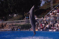 721096 Leaping Dolphin A4 Photo Print