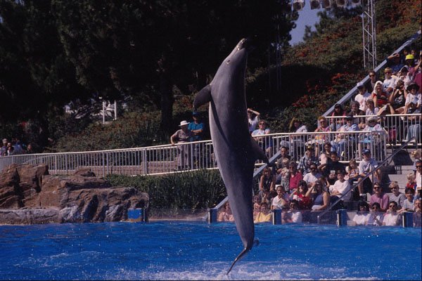 721096 Leaping Dolphin A4 Photo Print