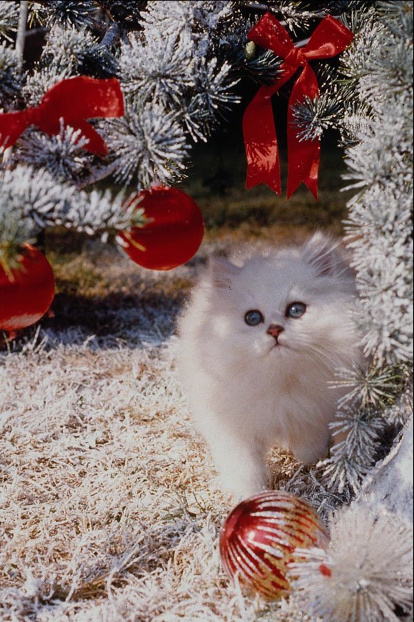 724015 Christmas Kitten A4 Photo Print