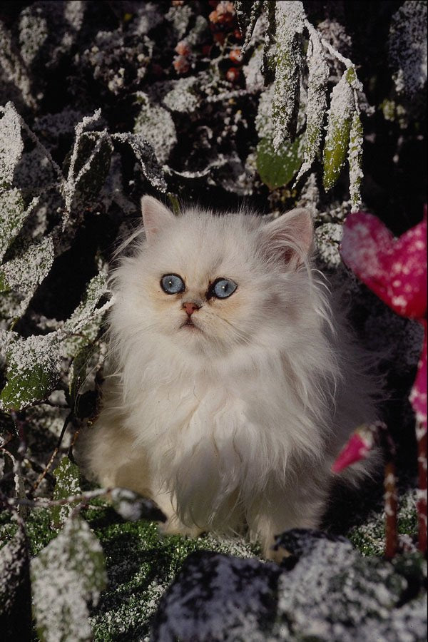724016 Bicolored Kitten A4 Photo Print