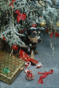 724061 Toby The Terrier At Christmas A4 Photo Print