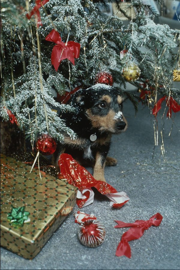 724061 Toby The Terrier At Christmas A4 Photo Print