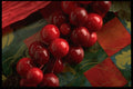 724064 Christmas Wrapping Decor A4 Photo Print