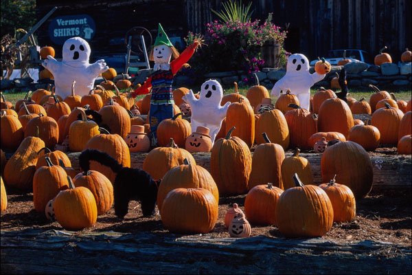 724097 Fall Display, Pumpkins And Goblins A4 Photo Print