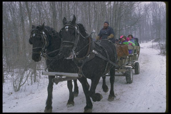 728026 Going To The Sugar Bush A4 Photo Print