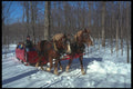 728039 Sleigh Ride In Sugar Bushes A4 Photo Print