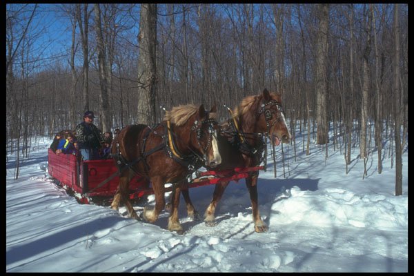 728039 Sleigh Ride In Sugar Bushes A4 Photo Print