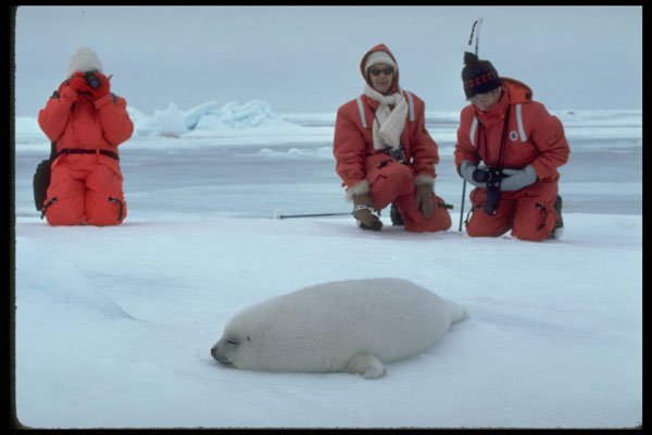 728043 Harp Seal Pup A4 Photo Print
