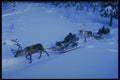 728090 Reindeer Safari A4 Photo Print