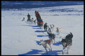 728092 Dog sled In The Field A4 Photo Print