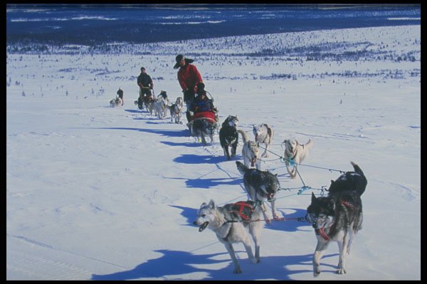 728092 Dog sled In The Field A4 Photo Print