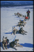 728093 Pause During Dog sled Safari A4 Photo Print