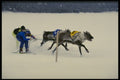 728096 Reindeer Race A4 Photo Print