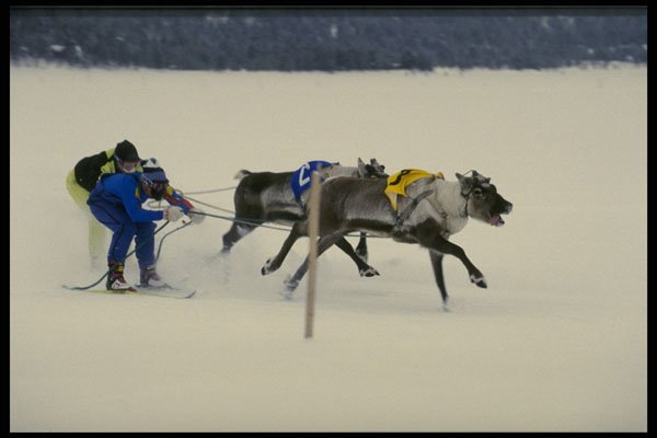 728096 Reindeer Race A4 Photo Print