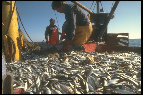 730010 Herring Catch A4 Photo Print
