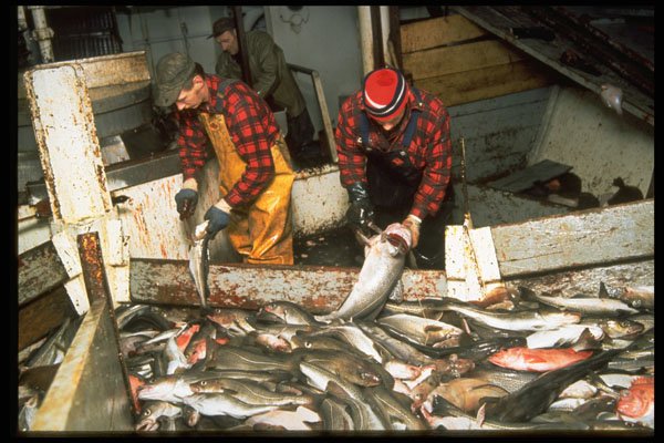 730019 Processing Fish, In Hold Of Dragger, At Sea A4 Photo Print