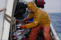 730065 Trawler, North Sea A4 Photo Print