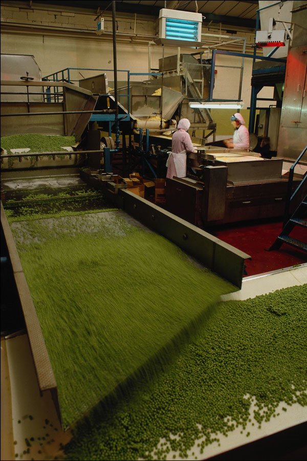 730080 Peas Processing Factory A4 Photo Print