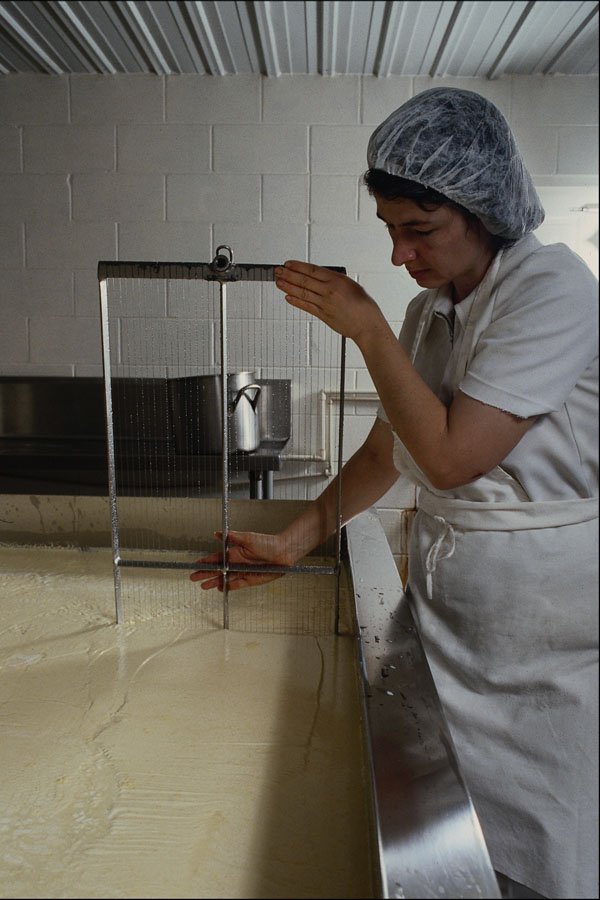 730096 Cutting The Curd, Making Cheese, Elberta, Alabama, U.S.A. A4 Photo Print