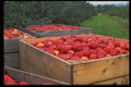 731011 Nova Scotian Apples Just Picked For Harvest A4 Photo Print