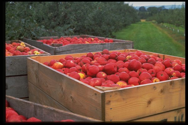 731011 Nova Scotian Apples Just Picked For Harvest A4 Photo Print
