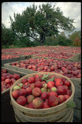 731013 Annual Apple Harvest, Nova Scotia A4 Photo Print