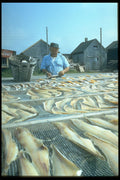 731015 Drying Salt Cod, Nova Scotia A4 Photo Print