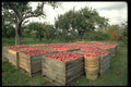731019 Apple Harvest, Nova Scotia A4 Photo Print