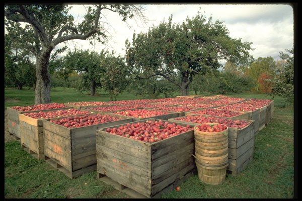 731019 Apple Harvest, Nova Scotia A4 Photo Print