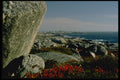 731023 Rocks And Lighthouse, Peggy's Cove, Nova Scotia A4 Photo Print