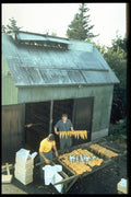 731026 Smoking Fresh Fish At Gulliver's Cove, Digby County, Nova Scotia A4 Photo Print