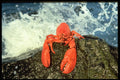 731029 Famous Nova Scotian Lobster, Atlantic Ocean A4 Photo Print